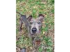 Adopt Finch a Blue Lacy, American Staffordshire Terrier