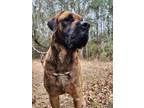 Adopt Hachi a Mastiff