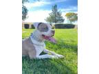 Adopt IROH a Pit Bull Terrier