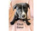 Adopt Elliott Barker a Hound, Pointer