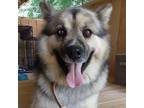 Adopt Rocky a German Shepherd Dog, Husky