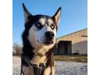 Adopt Buddy a Husky, Siberian Husky