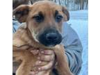 Adopt Gemstone Pups (6 mos old) a German Shepherd Dog