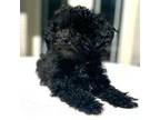 Mutt Puppy for sale in Westfield, IN, USA