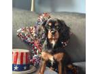 Cavalier King Charles Spaniel Puppy for sale in Dunn, NC, USA