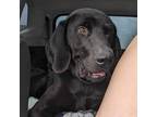 Adopt Lucas a Great Dane, Labrador Retriever