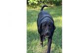 Adopt Bear 2 a Black Labrador Retriever