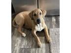 Adopt Abel a Redbone Coonhound