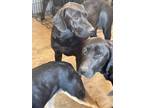 Adopt Labs rescue needed a Black Labrador Retriever