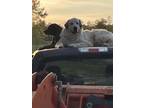 Adopt Walter a Great Pyrenees