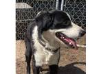 Adopt Bodhi a Border Collie