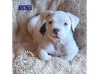 Adopt Litter of 5: Archer a American Staffordshire Terrier