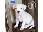 Adopt Litter of 5: August a American Staffordshire Terrier