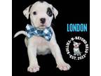 Adopt Litter of 5: London a American Staffordshire Terrier