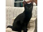 Adopt Skooter a Domestic Short Hair