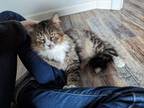 Adopt Rajah a Domestic Medium Hair