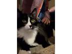 Adopt Ripley a Tuxedo