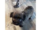 Skye Terrier Puppy for sale in Subiaco, AR, USA