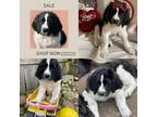 Saint Bernard Puppy for sale in Traverse City, MI, USA