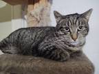 Adopt Renaldo a Domestic Short Hair