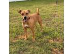 Adopt Tyson a Rhodesian Ridgeback