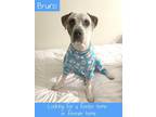 Adopt Bruno a Bluetick Coonhound