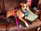 Adopt Brando a Boxer, Pit Bull Terrier