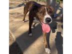 Adopt Romeo a American Staffordshire Terrier, Mountain Cur