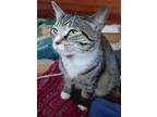 Adopt Kenny - Single Male Lover a Domestic Short Hair
