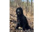 Adopt Mr. Bates - Transport a Labradoodle