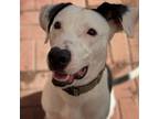 Adopt Max a Dalmatian, American Staffordshire Terrier