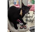 Adopt Starry Night a Domestic Short Hair