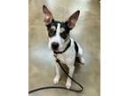 Adopt Indigo a Australian Cattle Dog / Blue Heeler