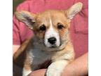 Pembroke Welsh Corgi Puppy for sale in Charleston, SC, USA
