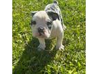 Bulldog Puppy for sale in Titusville, FL, USA