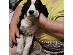 English Springer Spaniel Puppy for sale in New Virginia, IA, USA