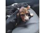 Basset Hound Puppy for sale in Sidell, IL, USA