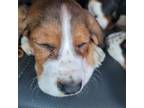 Basset Hound Puppy for sale in Sidell, IL, USA