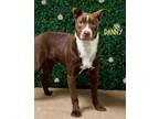 Adopt Danny a Cattle Dog, Mixed Breed