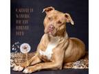 Adopt Cannoli a Pit Bull Terrier