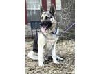 Adopt Oso a German Shepherd Dog