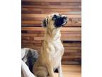 Adopt Big Boy a Anatolian Shepherd