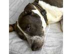 Adopt Lucky a Terrier, American Bully