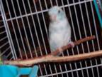 Adopt Parrotlet READ DESCRIPTION a Parrotlet