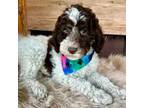 Miniature Labradoodle Puppy for sale in Wilmington, IL, USA