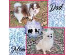 Pomeranian Puppy for sale in Poplarville, MS, USA