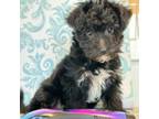 Mutt Puppy for sale in Big Cove Tannery, PA, USA