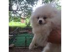 Pomeranian Puppy for sale in Bartlesville, OK, USA