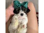 Shih-Poo Puppy for sale in Raleigh, NC, USA