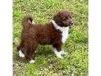 Aussiedoodle Puppy for sale in Bloomburg, TX, USA